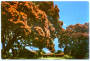 Modern Coloured Postcard by Gladys Goodall of Pohutukawa Trees Takapuna Beach. - 444086 - Postcard