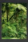 Modern Coloured Postcard by Gladys Goodall of Rain Forest near Fox Glacier. - 444126 - Postcard