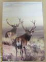 Modern Coloured Postcard of Stags in the High Country. - 444226 - Postcard