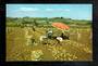 Modern Coloured Postcard by Gladys Goodall of Potato Crop Pukekohe. - 444459 - Postcard