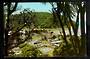 Modern Coloured Postcard by Gladys Goodall of Waiwera. - 444472 - Postcard