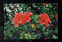 Modern Coloured Postcard by Gladys Goodall of Hibiscus Flower. - 444580 - Postcard