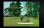 Modern Coloured Postcard by Gladys Goodall of the Little Bull Hamilton. - 444595 - Postcard