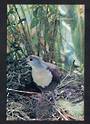 NEW HEBRIDES Modern Coloured Postcard of the very rare Samta-Cruz Ground Dove. - 444702 - Postcard