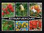 Modern Coloured Postcard of Australian Wildflowers. - 444818 - Postcard