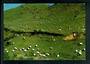 Modern Coloured Postcard by D I Therkleson of sheep on hill country. - 445903 - Postcard