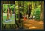 Modern Coloured postcard by PPL of Hastings of Redwood Grove Rotorua. - 445931 - Postcard