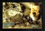 Modern Coloured Postcard by G B Scott of Golden Fleece Terrace Orakei Korako. - 446716 - Postcard