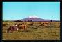 Modern Coloured Postcard by G B Scott of Mt Egmont. - 446906 - Postcard