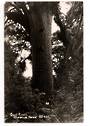 Real Photograph by Woolley of The Giant Kauri Waipoua Forest. - 44761 - Postcard