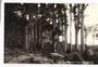 Real Photograph by G E Woolley of Trounson Kauri Park. - 44773 -