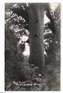 Real Photograph by Woolley of Giant Kauri Waipoua Forest. - 44777 -