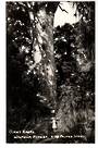 Real Photograph by T G Palmer & Son of Giant Kauri Waipoua Forest. - 44778 - Postcard