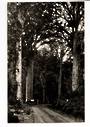Real Photograph by T G Palmer & Son of Waipoua Forest. - 44781 - Postcard