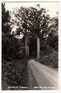 Real Photograph by T G Palmer & Son of Waipoua Forest. - 44783 -