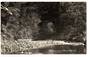 Real Photograph by Woolley of the Waipoua Kauri Forest. - 44839 - Postcard
