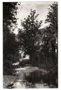 Real Photograph by G E Woolley of Waipoua Kauri Forest. - 44874 -