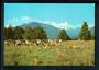 Modern Coloured Postcard by Ray Sinclair of Hereford Cattle Westland. - 448752 - Postcard