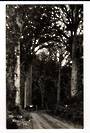 Real Photograph by G E Woolley of the Waipoua Kauri Forest. - 44967 -