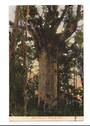 Coloured postcard of Giant Kauri. - 45038 - Postcard