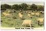 Tinted Postcard by N S Seaward of Pastoral Scene Waikato. - 45798 - Postcard
