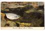 Coloured postcard of Devils Punch Bowl Tikitere. - 46032 - Postcard