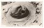 Real Photograph by N S Seaward of Boiling Mud Pools Rotorua. - 46228 - Postcard
