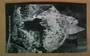 Real Photograph by Radcliffe of (the Bridal Cake) Ruakuri Caves Waitomo. - 46437 - Postcard