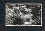 Real Photograph by N S Seaward of Pukekura Park New Plymouth. - 46915 - Postcard