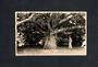 Real Photograph by Teeds of the Chestnut Tree Brooklands. - 46932 - Postcard