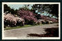Coloured postcard by Hurst of Flowering Cherry Blossom Palmerston North. - 47203 - Postcard
