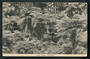 Postcard of Tree Ferns Hokitika. - 48781 - Postcard