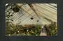 Coloured Postcard of Interior Winter Garden Dunedin. - 49288 - Postcard