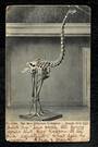 Postcard of (Museum Skeleton of) the Moa. Quite tired. - 49727 - Postcard