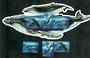 VANUATU 2001 Whales. Joint issue with New Caledonia (ref 50930). Set of 3 and miniature sheet. - 50919 - UHM